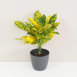 Krotónovec / Codiaeum variegatum ‘Gold Dust’