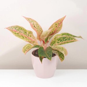 Aglaonema ‘Prestige’