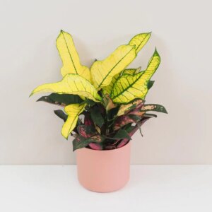Krotónovec / Codiaeum variegatum ‘Mrs. Iceton’