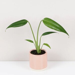 Monstera ‘Burle Marx Flame’
