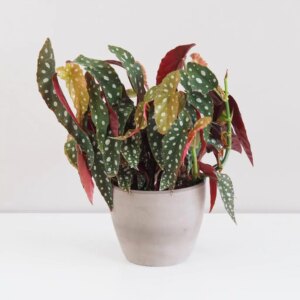 Begonia maculata velká