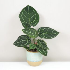 Anthurium crystallinum velké