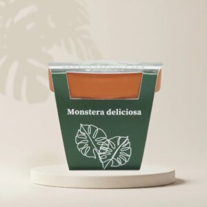 Pěstitelský set Monstera deliciosa