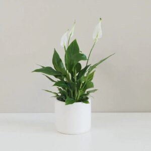 Lopatkovec / Spathiphyllum wallisii