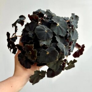 Begonia rex ‘Dark Mambo’