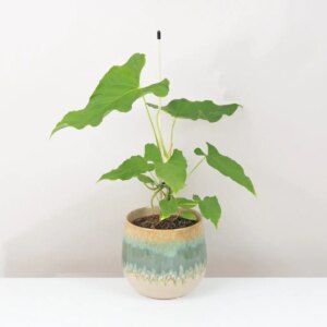 Anthurium balaloanum velké