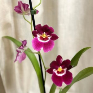 Orchidej Miltoniopsis ‘Red Tide’