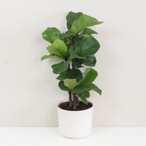 Ficus lyrata třístonkový