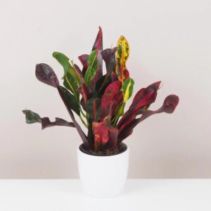 Krotónovec / Codiaeum variegatum ‘Mammi’ střední
