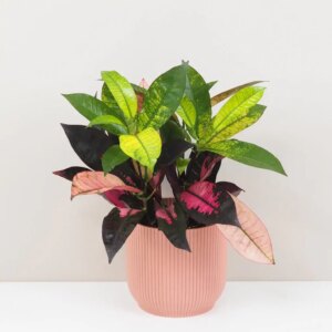 Krotónovec / Codiaeum variegatum ‘Mrs. Iceton’