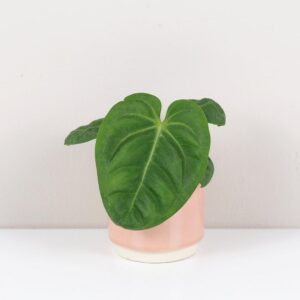 Anthurium villenaorum malé