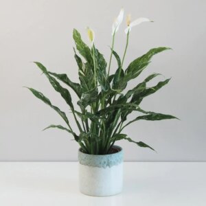 Lopatkovec / Spathiphyllum wallisii ‘Domino’