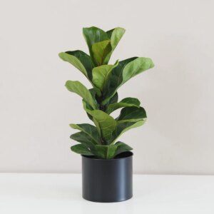 Ficus lyrata bambino