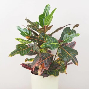Krotónovec / Codiaeum variegatum