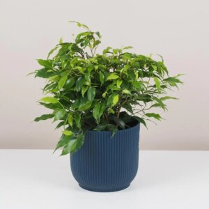 Ficus benjamina ‘Green Kinky’