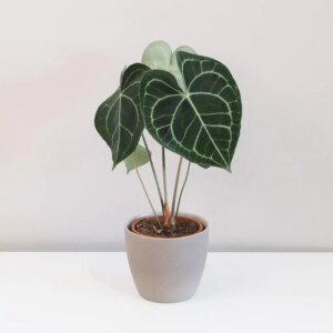 Anthurium Clarinervium
