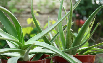 aloe vera