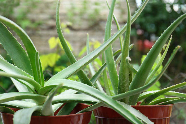 aloe vera