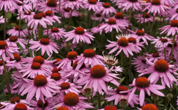 echinacea