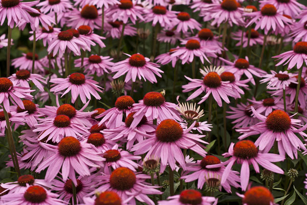 echinacea