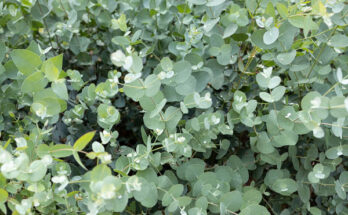 eukalyptus