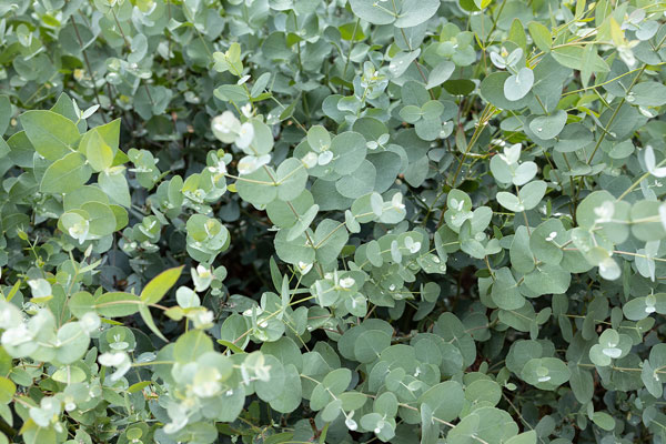 eukalyptus
