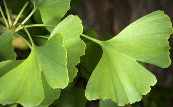 ginkgo biloba