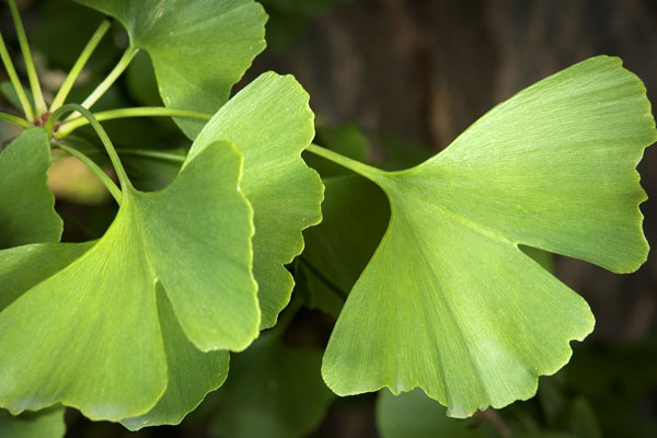 ginkgo biloba