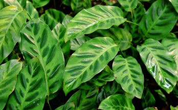 kalatea