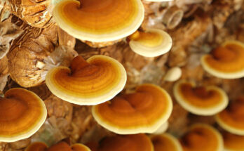 reishi