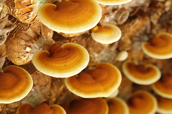 reishi
