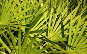 saw palmetto