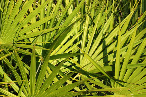 saw palmetto